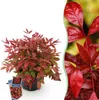Nandina Blush Pink - Dunkelrosa - Immergrün - Pflegeleicht Produktbild-Vorschau 1