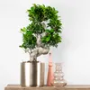 Bloomique – Ficus Ginseng – S-Form – Bonsai – Zimmerpflanze Produktbild-Vorschau 2