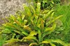 Stauden Gänge 10 x Phyllitis scolopendrium 'Angustifolium' Produktbild-Vorschau 6