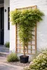 Wisteria sinensis ‘Prolific’ Blauregen 180–200 cm Produktbild-Vorschau 3