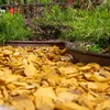 Galamio Holzhackschnitzel Gelb 60l Produktbild-Vorschau 5