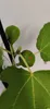 Set di 4 fichi – Ficus carica – Brown Turkey, Bornholms Anteprima dell’immagine prodotto 3