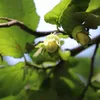 Nocciola Truchsessa 2L Anteprima dell’immagine prodotto 3