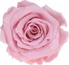 Infinity Rose L Ø5cm konserviert stabilisiert haltbar Produktbild-Vorschau 1