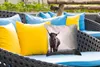 MuchoWow® Outdoor Kissen - Tiere - Schottische Produktbild-Vorschau 4
