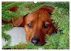 Rhodesian Ridgeback Augen-Blicke (Wandkalender 2027 DIN A3 Produktbild-Vorschau 14