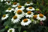 Stauden Gänge 4 x Sommerstauden Kollektion - Echinacea & Produktbild-Vorschau 4