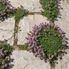 Stauden Gänge 100 x Thymus praecox 'Minor' im 9 x 9 cm Topf Produktbild-Vorschau 1