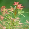 Érable du Japon - Set de 2 - Acer palmatum 'Taylor' - Voir les images du produit 4