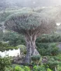 Albero del sangue di drago (Dracaena draco) - 5 semi Anteprima dell’immagine prodotto 2