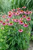 Echinacea purpurea 'Magnus', Sonnenhut, rosa, ca. 9x9 cm Produktbild-Vorschau 5