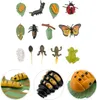 Sets Kunststoff Lebenszyklus Spielzeug Marienkäfer Produktbild-Vorschau 3