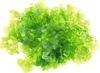 Süßwasser-Tang - Lomariopsis lineata Produktbild-Vorschau 1