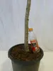 [Palmenlager] XL Olivenbaum 180 cm "Olea europea" kräftiger Produktbild-Vorschau 3
