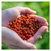 Getrocknete Vogelbeeren - 1 kg - Ohne Konservierungsstoffe Produktbild-Vorschau 7