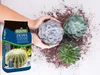 BIOVITA 5L Kakteen und Sukkulenten, Spezial - Substrat, Produktbild-Vorschau 30