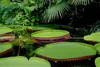 Nénuphar de Victoria (Victoria amazonica)  - 3 graines Voir les images du produit 3