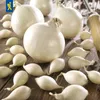 Kiepenkerl Wintersteckzwiebel Snowball - weiß Allium cepa Produktbild-Vorschau 3