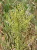 Artikelbild 4 von 'BIO Artemisia Annua (1000 Korn)' aus der Kategorie Beifußsamen Produktbild-Vorschau