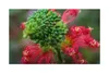 10x Calliandra calothyrsus Garten Pflanzen - Samen ID1154 Produktbild-Vorschau 2
