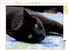 Calvendo Gemütlichkeit 1000 Teile Puzzle quer 640x480mm, Produktbild-Vorschau 3