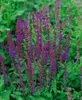 Salvia nemorosa 'Blaukönigin', Steppensalbei, blau, ca. 9x9 Produktbild-Vorschau 3
