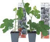 Two young fig trees in pots, with a collage of figs in the background. Produktbild-Vorschau