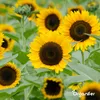 Sonnenblumen-Saatgutpaket - 10 Arten Produktbild-Vorschau 9