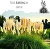 Amerikanisches Pampasgras (Cortaderia selloana) - Produktbild-Vorschau 4