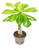 Palma delle Hawaii (Brighamia insignis) Anteprima dell’immagine prodotto 1