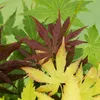 Bloomique - Acer Palmatum 'Festival' - Japanischer Ahorn - Produktbild-Vorschau 3
