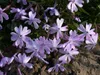 Phlox subulata 'Emerald Cushion Blue', Polsterphlox, blau, Produktbild-Vorschau 7