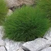 A close-up of a clump of green grass nestled among rocks. Produktbild-Vorschau