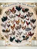 vianmo Holzschild 40x30 cm Geflügelart the poultry of the Produktbild-Vorschau 1