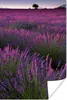 MuchoWow® Poster Sonnenuntergang beleuchtet Lavendelfeld in Produktbild-Vorschau 1