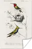 MuchoWow® Poster Vogel - Vintage - Zweig 20x30 cm - Produktbild-Vorschau 1