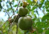 SAFLAX - Granat Karłowaty - 50 Nasiona - Punica granatum Podgląd zdjęcia produktu 6
