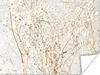 MuchoWow® Poster Natur - Äste - Blumen 120x90 cm - Wandbild Produktbild-Vorschau 1