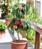 BALDUR Garten 1x Zwerg-Pfirsich Bonanza, Pflanze im 3 Produktbild-Vorschau 1