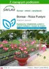 SAFLAX - Bonsai - Róża Pustyni - 8 Nasiona - Z podłożem Podgląd zdjęcia produktu 1