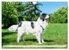 Traumhund Landseer (Wandkalender 2027 DIN A4 quer), Produktbild-Vorschau 5