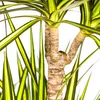 Drachenbaum Marginata Sunray Ø24cm - ↕130 - 150cm Produktbild-Vorschau 3