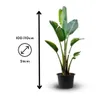 Strelitzia augusta - alba - oiseau de paradis blanc- plante Voir les images du produit 3