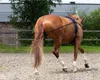 A horse is being trained in an outdoor arena. Produktbild-Vorschau