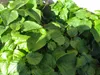 Przywarka japońska 1L Podgląd zdjęcia produktu 2