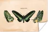 MuchoWow® Poster Schmetterling - Tier - Insekt 120x80 cm - Produktbild-Vorschau 1
