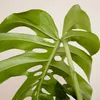 Bloomique - Monstera Deliciosa - z tyczką mchu - roślina Podgląd zdjęcia produktu 5