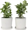Adenium arabskie - 2 szt - Adenium obesum - Wysokość Podgląd zdjęcia produktu 7