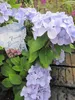 Garland Hydrangea macrophylla French Bolero ® - Produktbild-Vorschau 2