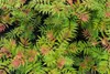 Sorbaria sorbifolia "Sem", ihličnany, 3-litrový kvetináč Náhľad obrázku produktu 2